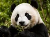Un panda géant mangeant du bambou